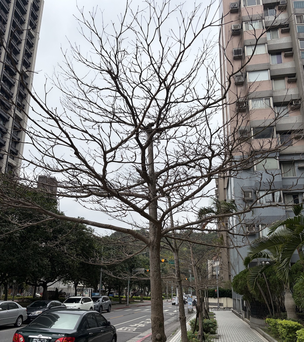 Read more about the article 小葉欖仁